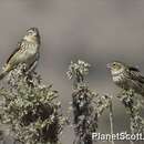 Image of Yellow Bishop