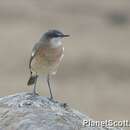 Image of Botta's Wheatear