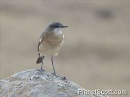 Image of Botta's Wheatear