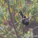 Image of White-backed Black Tit