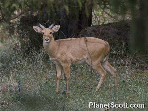 Image of Reedbuck