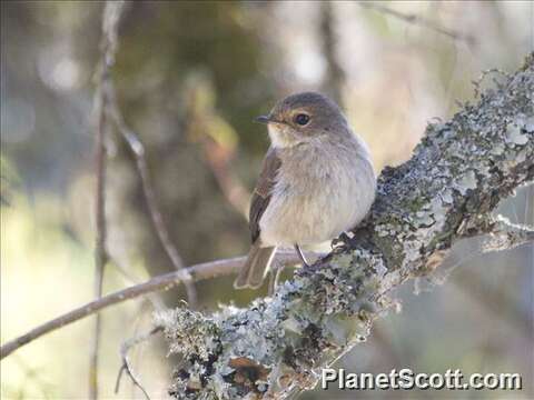 Image of Muscicapa Flycatchers