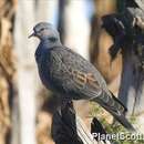 Image of Dusky Turtle Dove