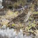 Image of Thekla's Lark