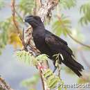 Image of Thick-billed Raven