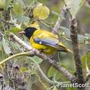 Image of Abyssinian Black-headed Oriole