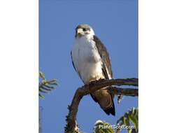 Image of Augur Buzzard