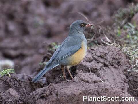 صورة Turdus abyssinicus Gmelin & JF 1789