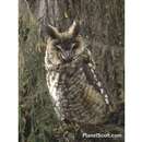 Image of Abyssinian Owl