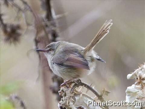 Imagem de Prinia Horsfield 1821