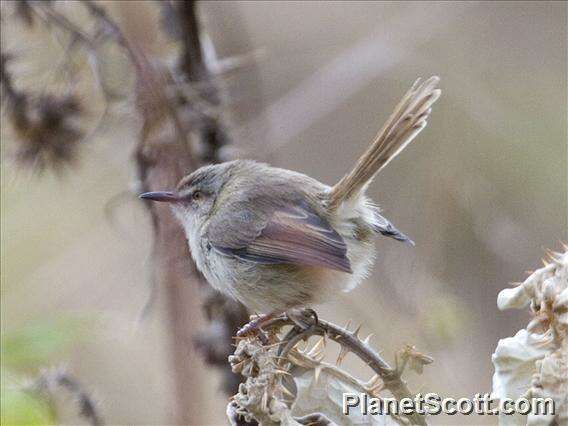 Слика од Prinia Horsfield 1821