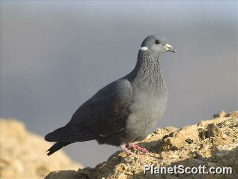 Image of White-collared Pigeon