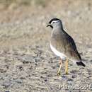 Image of Spot-breasted Lapwing