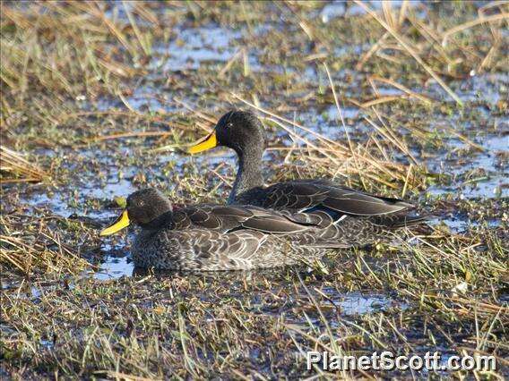 Image of Yellow-billed Duck