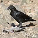 Imagem de Corvus rhipidurus Hartert 1918