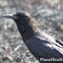 Image of Somali Crow or Dwarf Raven