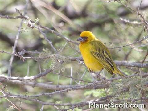 Image of Rueppell's Weaver