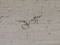 Image of Calidris Merrem 1804