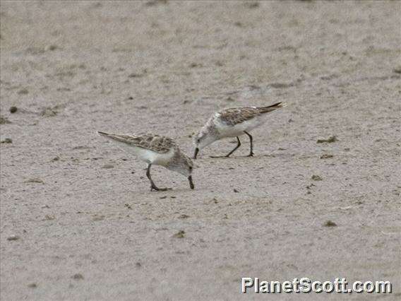 Image of Calidris Merrem 1804