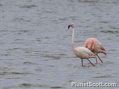 Imagem de Phoenicopterus Linnaeus 1758