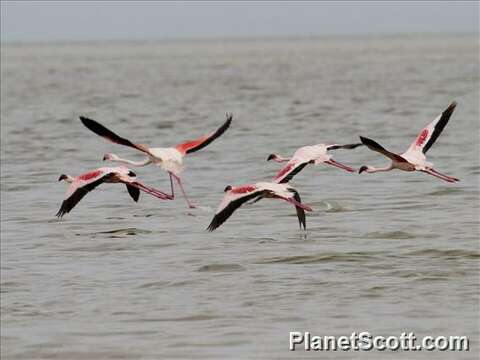 Image of Lesser Flamingos