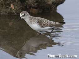 Imagem de Calidris Merrem 1804