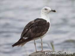 Image de Larus Linnaeus 1758