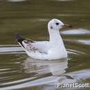 Chroicocephalus cirrocephalus (Vieillot 1818) resmi