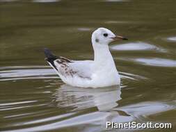 Image of Hooded gulls