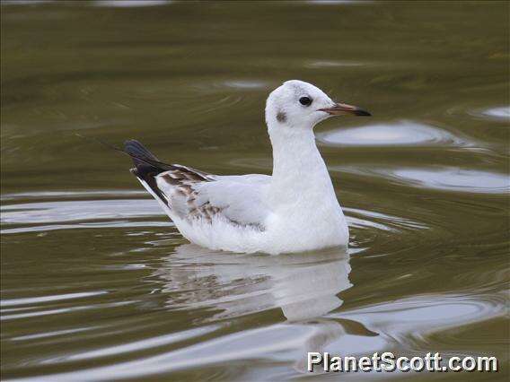 Image of Hooded gulls