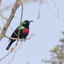 Image of Shining Sunbird