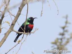 Image of Shining Sunbird