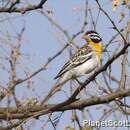 Image of Somali Bunting