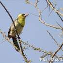 Image of Yellow-breasted Barbet