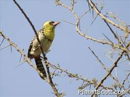 Image of African terrestrial barbets