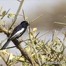 Image of White-winged Black Tit