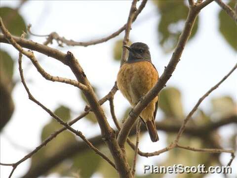 Image of Rock thrush