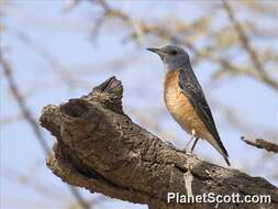 Image of Rock thrush