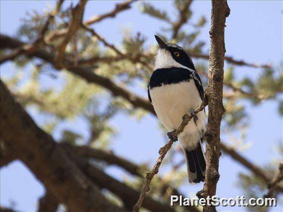 Image of platysteirid birds