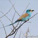 Image of Abyssinian Roller