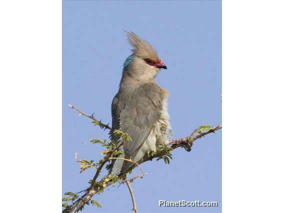 Coliiformes resmi