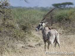 長角羚屬的圖片