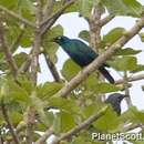 Image of Lesser Blue-eared Glossy-Starling