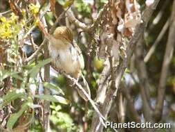 Image of Stout Cisticola