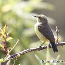 Image of Beautiful Sunbird