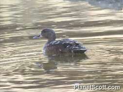 Image of African Black Duck