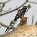 Image of Black-billed Wood Hoopoe