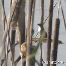 صورة Hirundo smithii Leach 1818