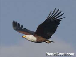 Image of Sea eagles