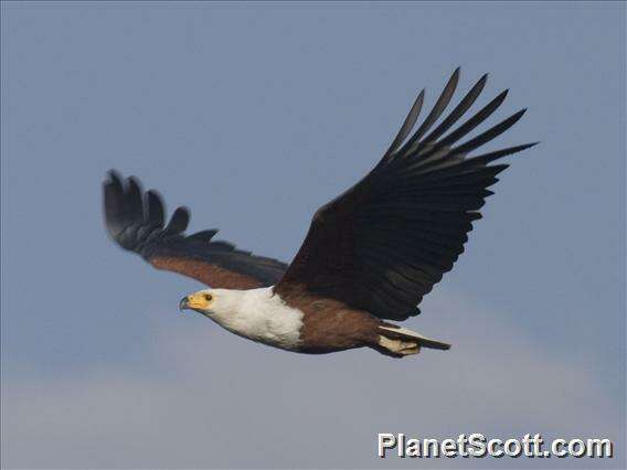 Image of Sea eagles